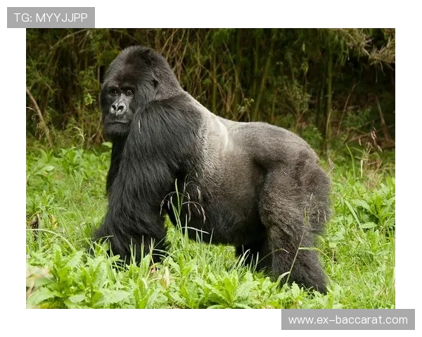 大猩猩对战大猩猩激烈挑战开启，谁能成为森林之王的真正霸主